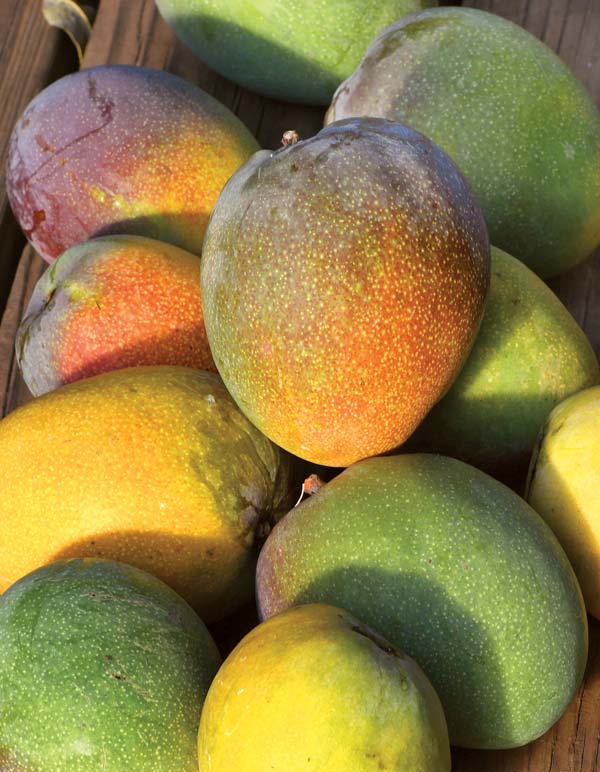Sun brings out best in mangoes News, Sports, Jobs Maui News